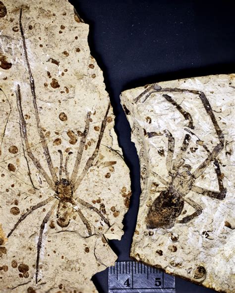 largest fossil spider found.